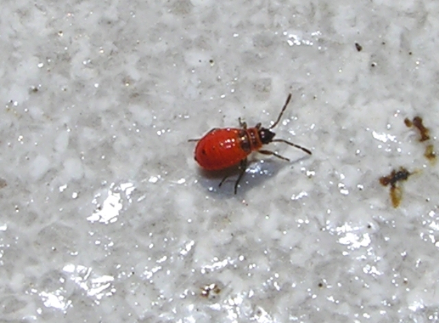 Pyrrhocoris apterus